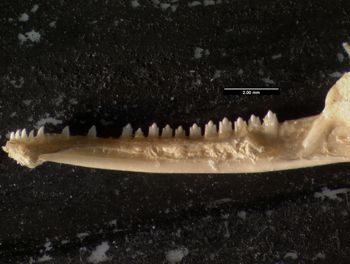 Media type: image;   Herpetology R-78943